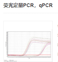 熒光定量PCR，qPCR實(shí)驗(yàn)服務(wù)